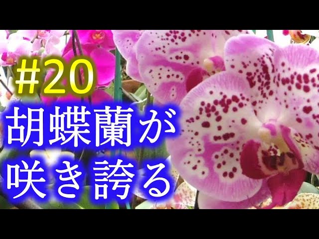 Phalaenopsis Orchids in Full Bloom: Yoshi-chan's Phalaenopsis
