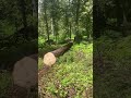 skidding some big logs