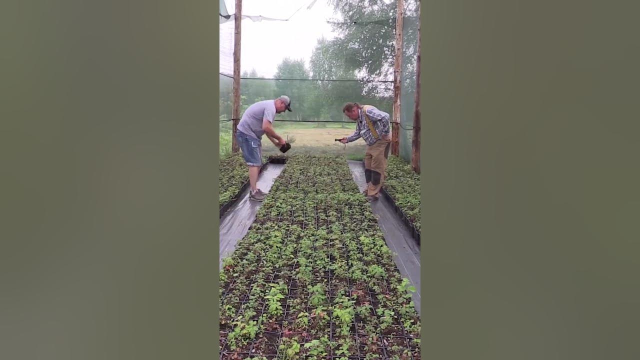 Выращивание княженики - YouTube