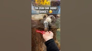 Berang-berang ini Cuma Mau Sama Dia 😍