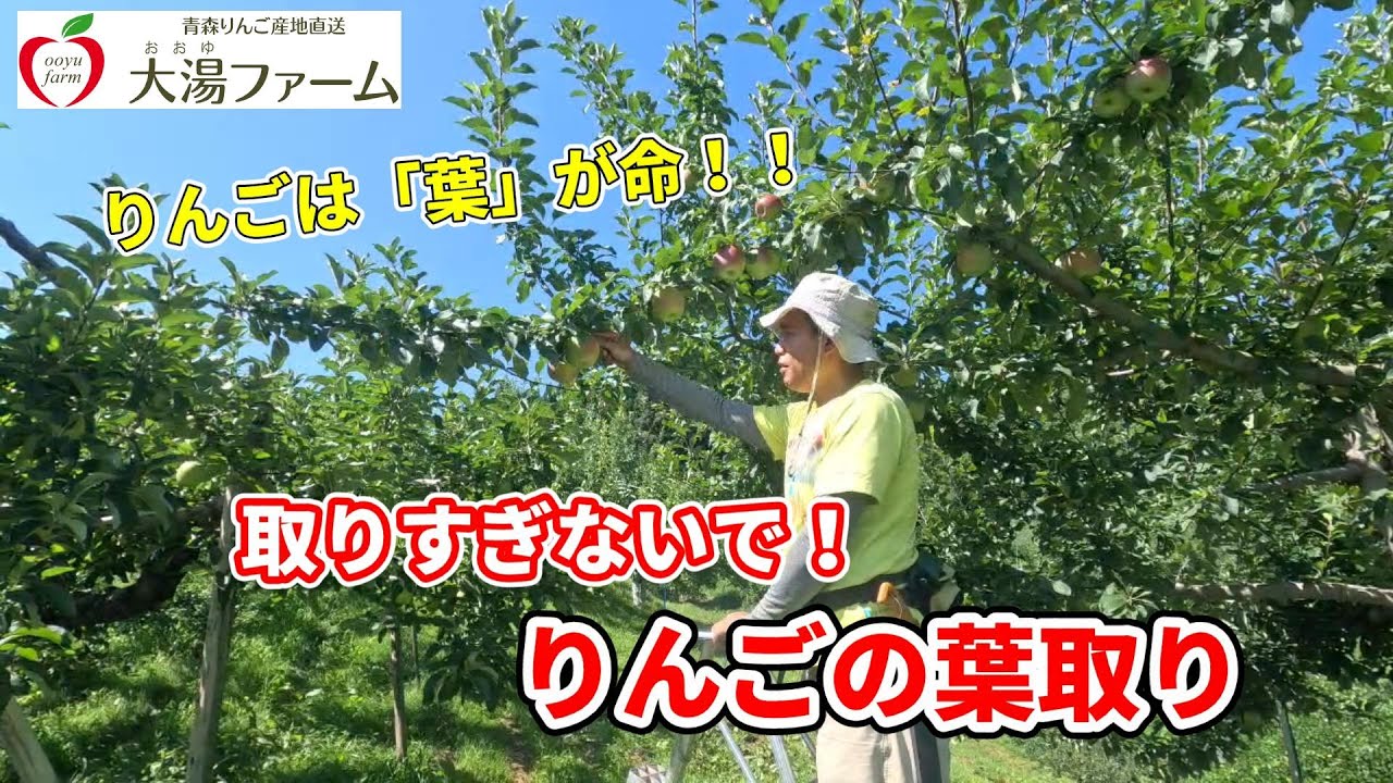 りんごは葉が命！取りすぎないで！りんごの葉取りについて【恋空】
