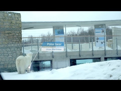 Polar Bear Polarium