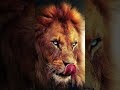 اصوات حيوانات صوت الاسد 
