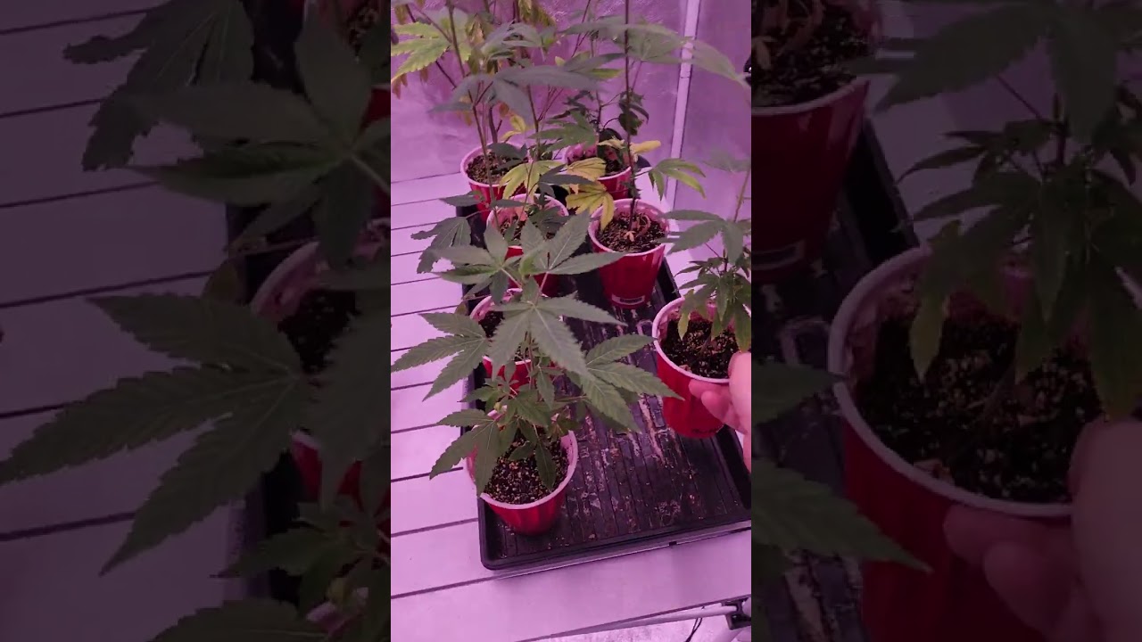 Hops Latent Viroid Testing