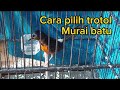 CARA PILIH TROTOL MURAI BATU