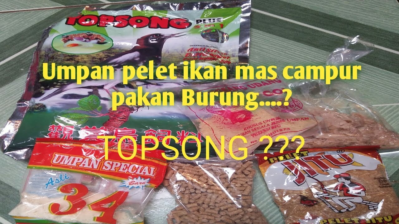 Umpan ikan mas pelet sinta + Topsong