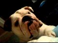 Dixie the Talking Bulldog