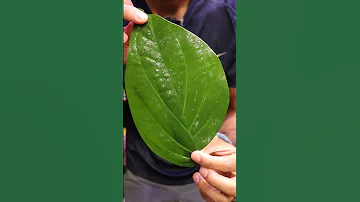 Let's Eat a Flaming Leaf (FIRE PAAN) | Lahore, Pakistan food