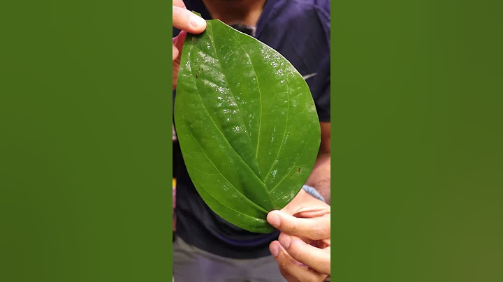 Let's Eat a Flaming Leaf (FIRE PAAN) | Lahore, Pakistan food