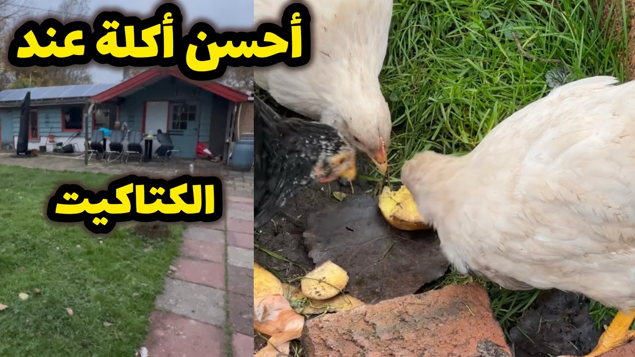 أحسن حاجة كيفضلو يأكلها الدجاج  وكنجيبها لهم يوميا 