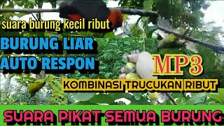 MP3 SUARA BURUNG KECIL RIBUT
