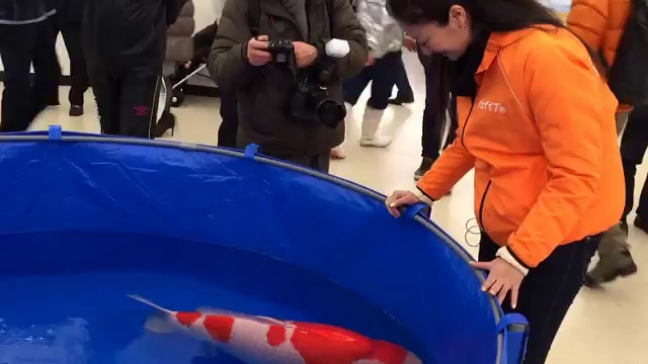 All Japan Show 2016 GC and some others.