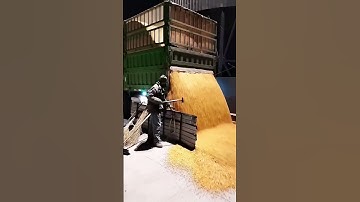 Large scale corn grain unloading process #amazing #satisfying