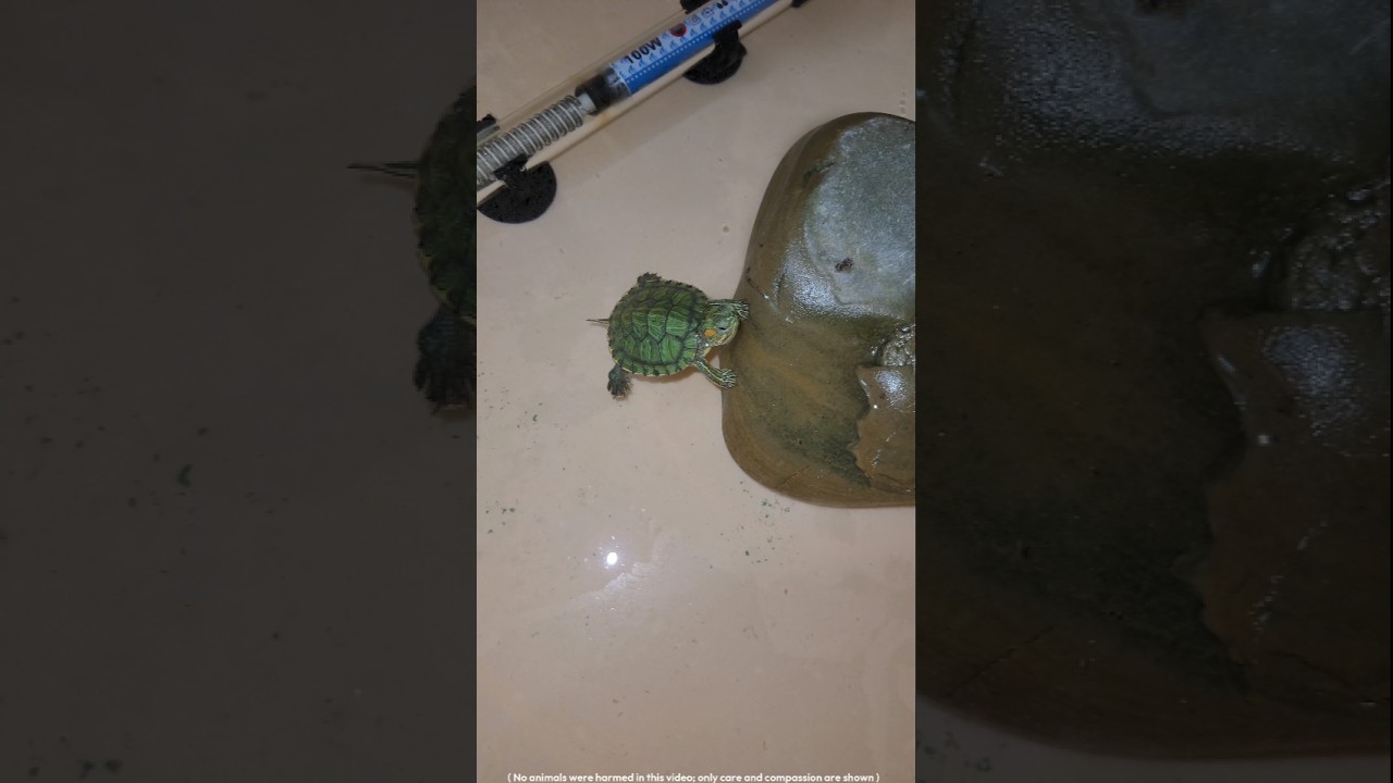 🐢Thambelu or Thabelu❓️