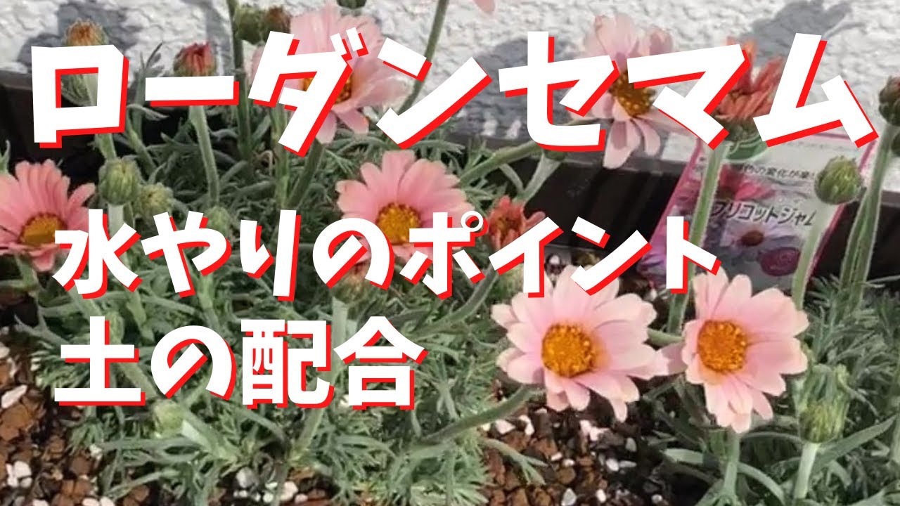 ローダンセマム 土の配合 水やりのポイント 土入れのコツ 植え付け Youtube