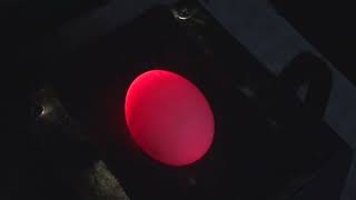 картинка: Как проверить куриное яйцо перед закладкой в инкубатор.Результат инкубации в конце фильма.