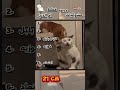 عشوائيات قطط أم الدنيا مصر صاوي حياة القطط Cat كوميديات اكسبلور هتضحك قطة بسه Funny 