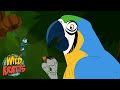 Amazon Rainforest Adventure Quiz