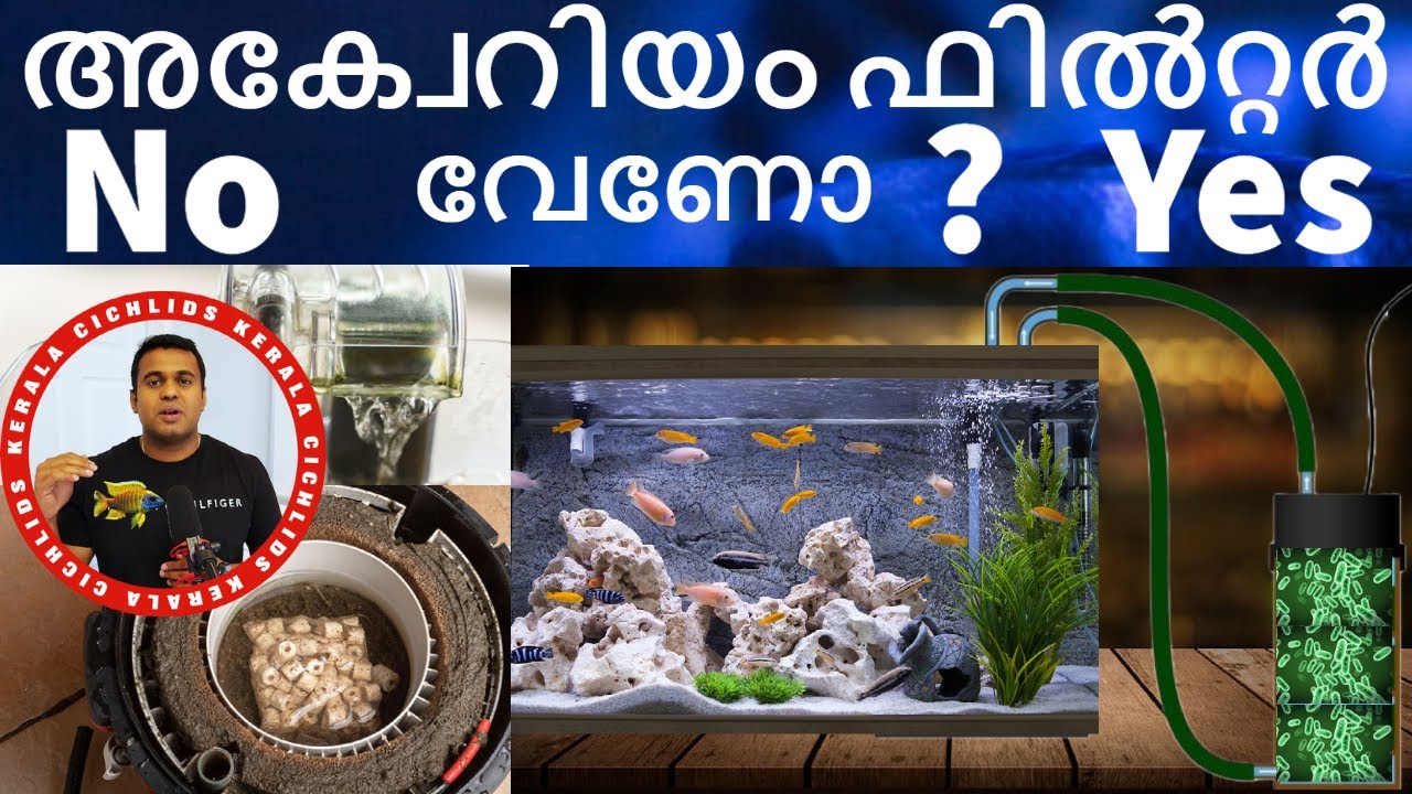 Do Fish Need an Aquarium Filter? Understanding the Importance of