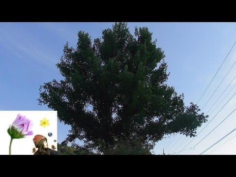 大きくなりすぎた庭木 または木と話す人 初スピリチュアル Youtube