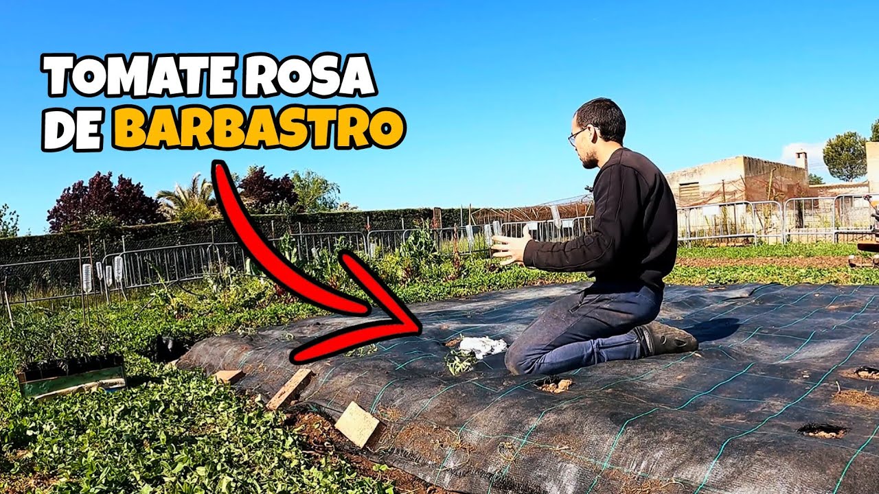 Las mejores variedades de tomate para tu huerto.