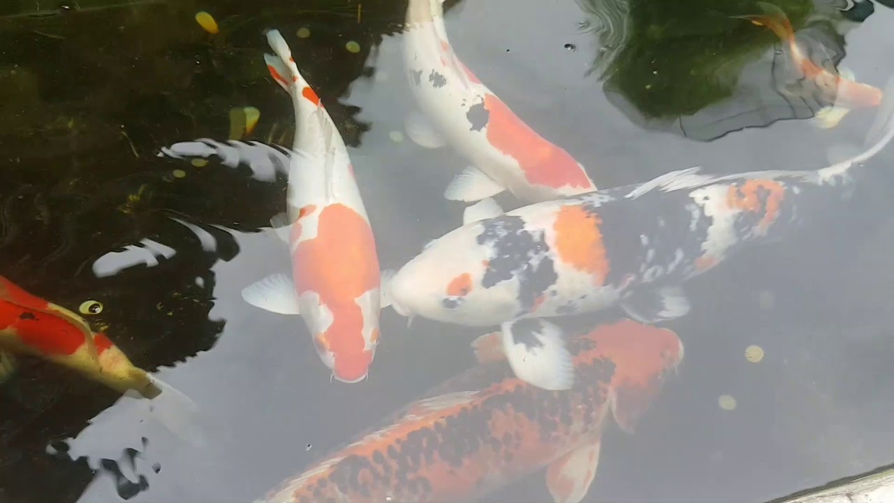 KOI Fish YouTube