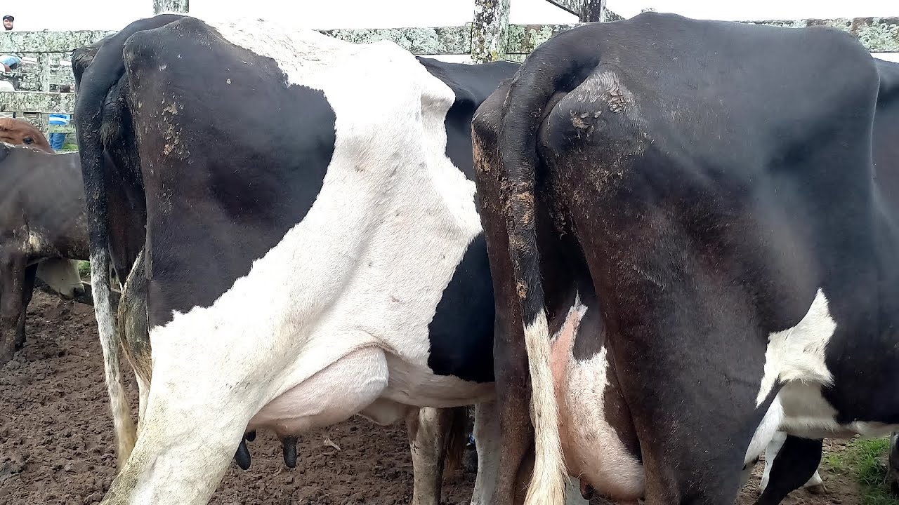 Feira das Vacas Leiteiras Capoeiras Pe.06/03/26