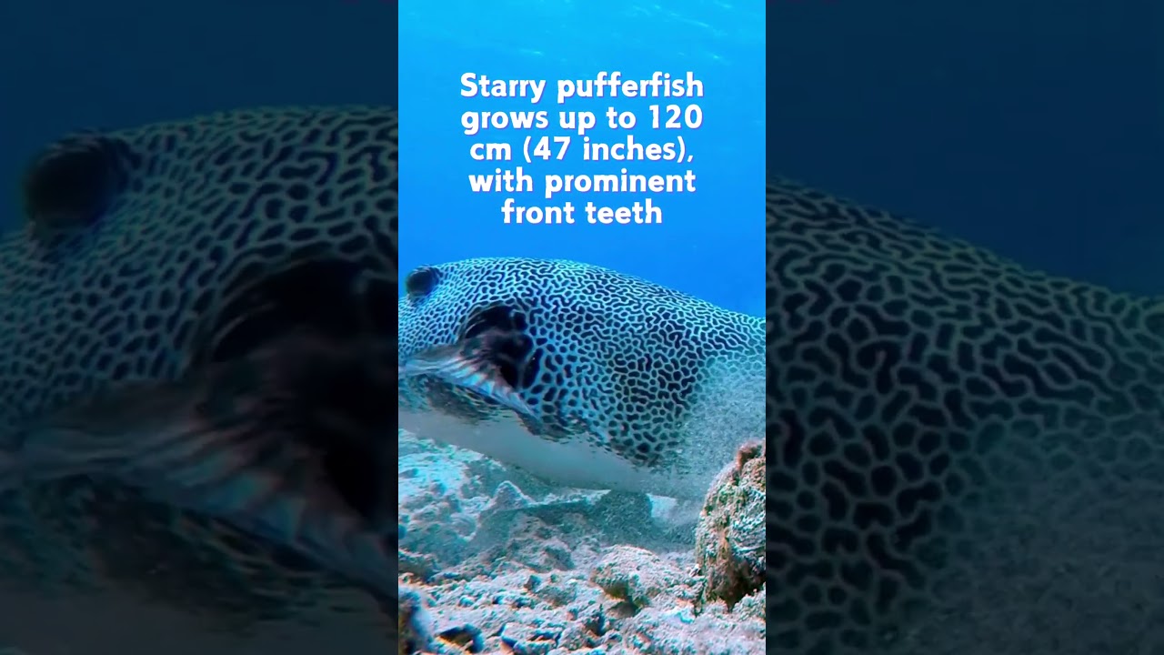 Starry Pufferfish: Beautiful, Dangerous, and Fascinating Facts