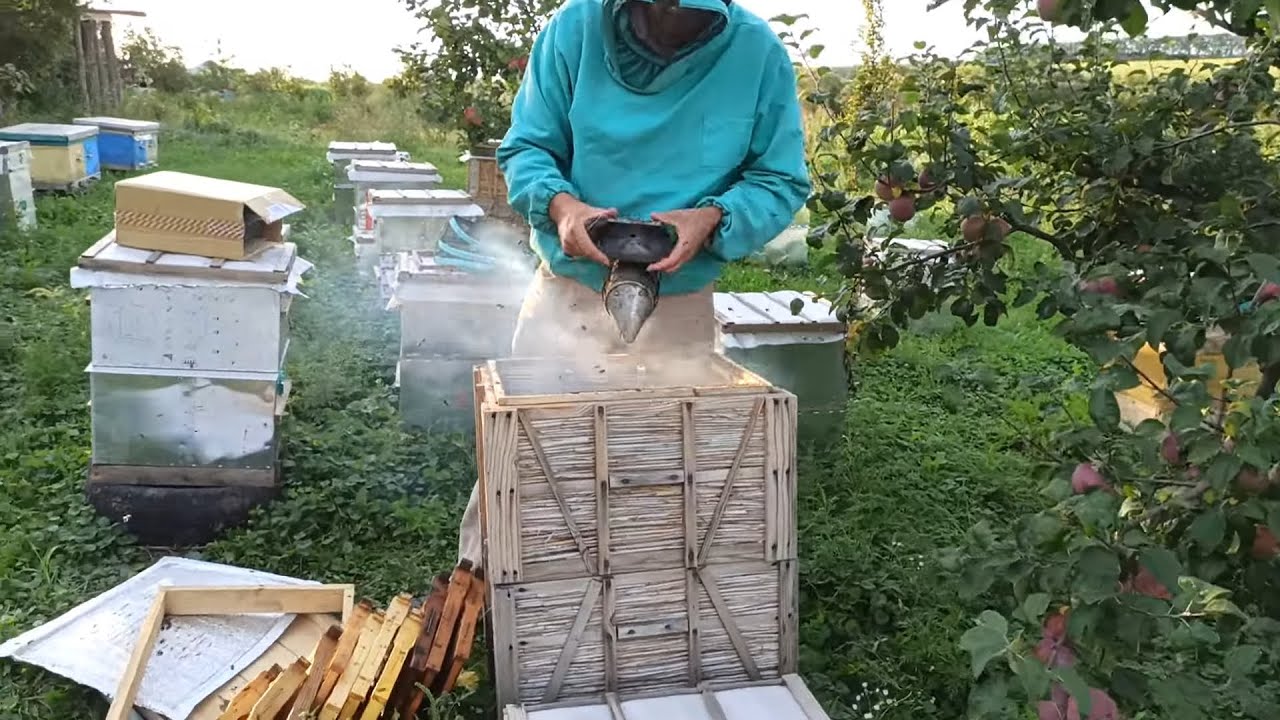 Сжатие пчел для закормка на зиму