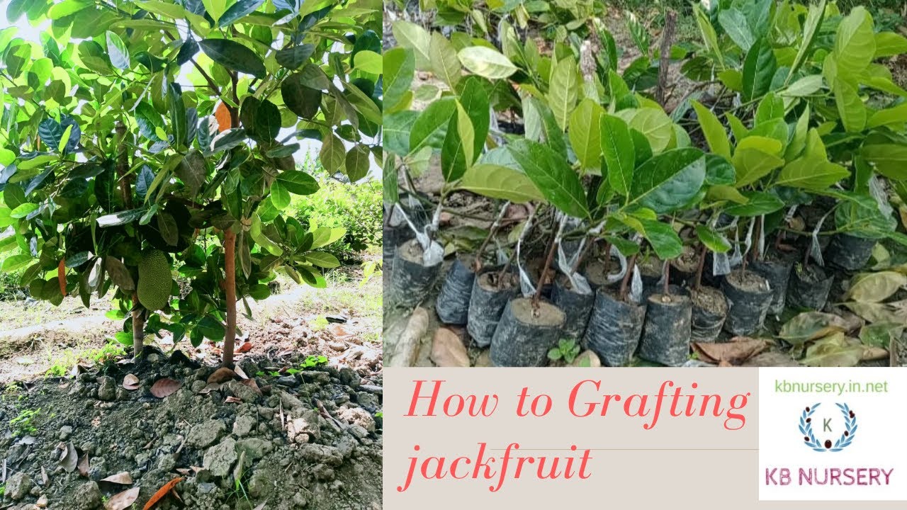 How to Graft a Jackfruit plant In Best Way Jack Fruit Grafting Technique KB NURSERY YouTube