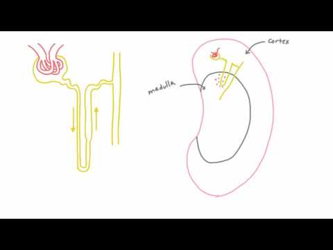 Video: Care este diferența dintre nefronii corticali și juxtamedulari?