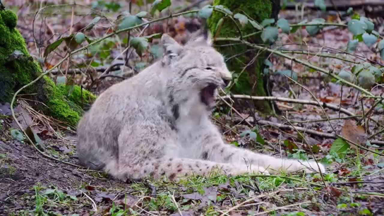 Eurasischer Luchs - Lynx Lynx - Wildpark Alte Fasanerie Hanau