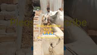 गौ माता की  दया से सब काम होता trending viral love