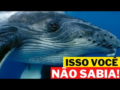 Vídeo: Baleia cinzenta: fatos interessantes