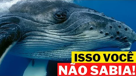 Como as baleias se comunica?