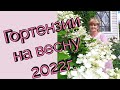 Гортензии на весну 2022 г. Мой заказ в питомнике Пулков сад.