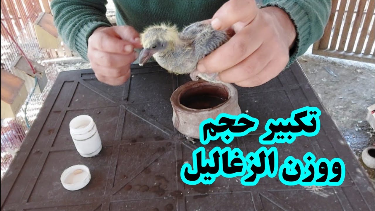 بالطريقه دي حجم ووزن الزغاليل هيبقي ضخم