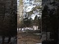 Giant tree cutting
