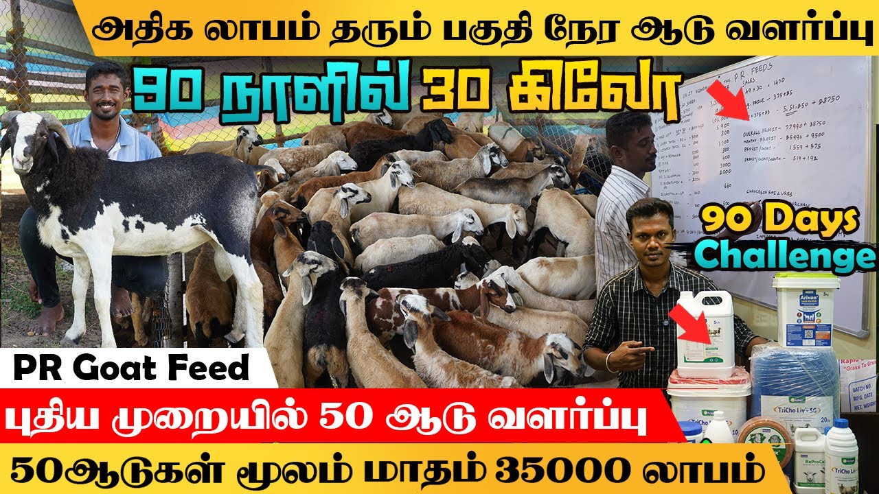 50ஆடுகள் மூலம் மாதம்35000ரூ சம்பாதிக்கலாம்/புதியமுறையில் பகுதிநேரம்ஆடுவளர்க்கும் இளைஞர்.#prgoatfeed