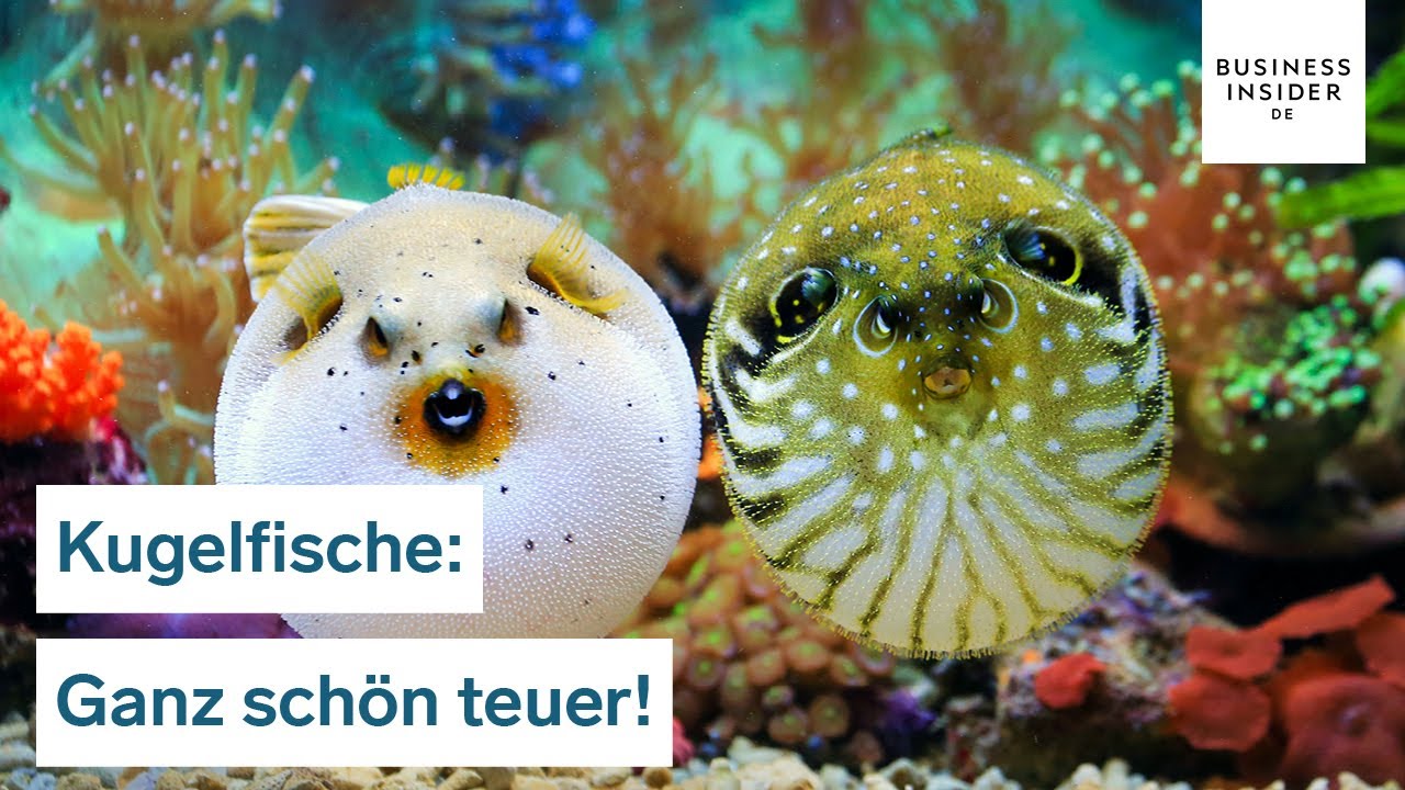 270 Dollar für ein Kilo GiftFisch! Darum ist Fugu so teuer Ganz