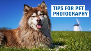 Pet Photography Tips