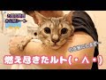 ルトとロゼのお風呂動画の非公開シーン