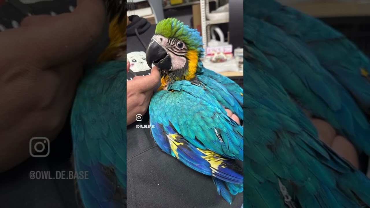 大型インコ販売】レアカラー☆ルリコンゴウインコ入荷_20260214 | 広島