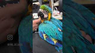 大型インコ販売】レアカラー☆ルリコンゴウインコ入荷_20260214 – 広島