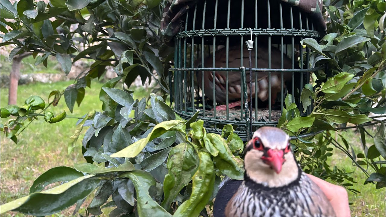 SORPRESA. UN MACHO FUGAZ Y EL BAILE DE LAS DAMAS.