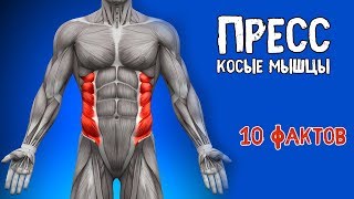 ПРЕСС (КОСЫЕ МЫШЦЫ). 10 Фактов. БИОМЕХАНИКА, ТРЕНИРОВКИ, АНАТОМИЯ. ПРЕСС (КОСЫЕ МЫШЦЫ). 10 Фактов. БИОМЕХАНИКА, ТРЕНИРОВКИ, АНАТОМИЯ.