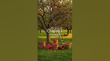 أرح قلبك بـ القرآن 🍎سورة الإخلاص، القارئ //محمد اللحيدان🌿.