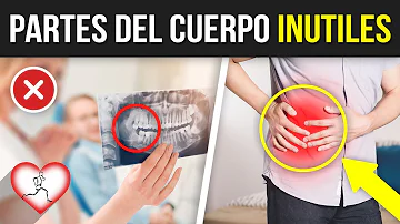 ¿Existe alguna parte inútil del cuerpo humano?