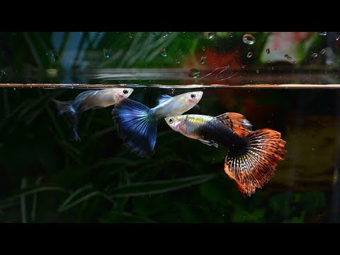 Video: Ikan merak makan apa?