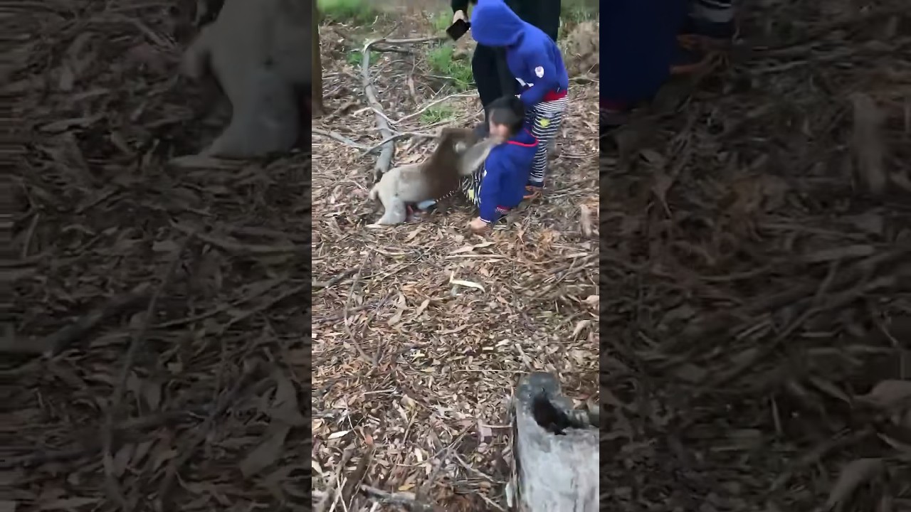 Koala Attacks Child😱